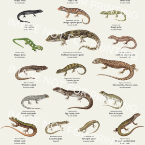 Lizards of NZ poster